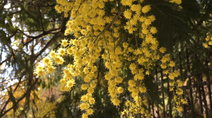 “一花一园一城”宣传片吉布提篇——沙域花情