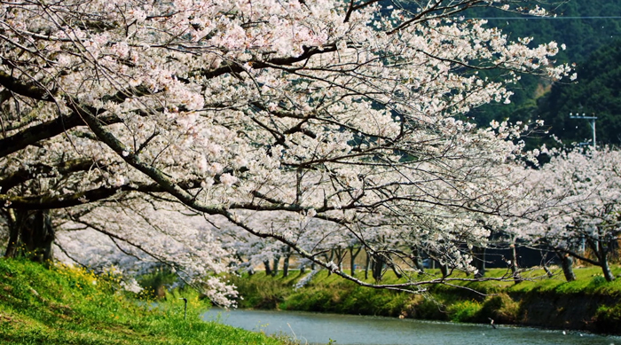 “一花一园一城”宣传片日本篇——落樱缤纷