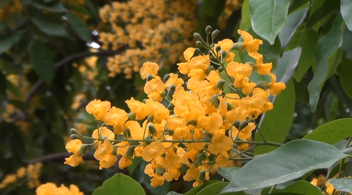 “一花一园一城”宣传片缅甸篇——金塔花海