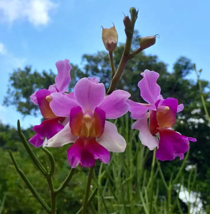 “一花一园一城”宣传片新加坡篇——都市花魁