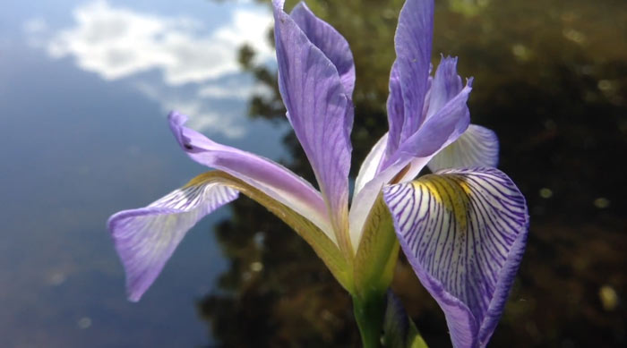 “一花一园一城”宣传片塔吉克斯坦篇——山骨花魂