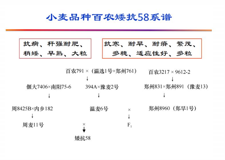 你在种小麦吗？不，我在进行一场修行