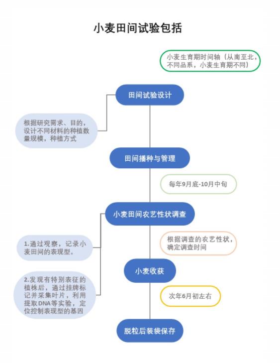 你在种小麦吗？不，我在进行一场修行