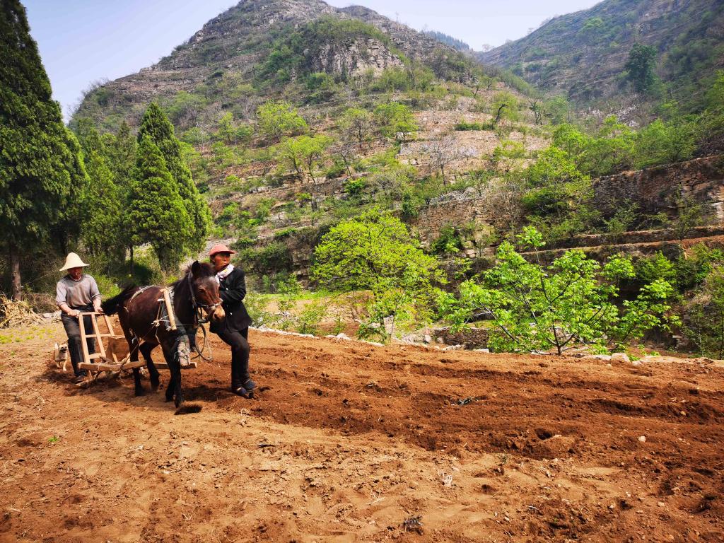 留下老种子，留下根——一个太行山村的生物多样性保护实践