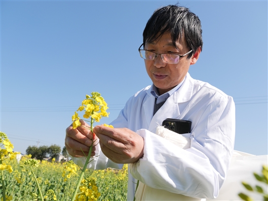 五彩色系油菜花田间绽放