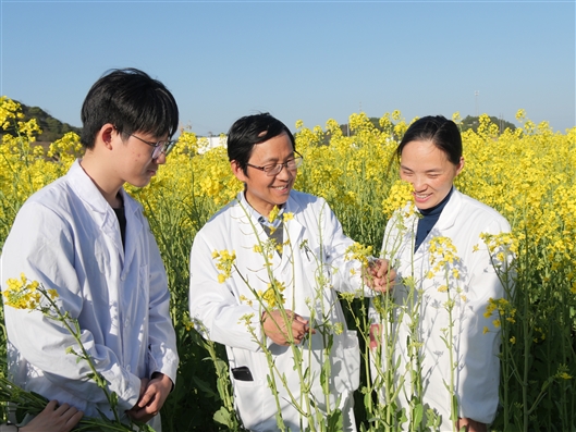 五彩色系油菜花田间绽放