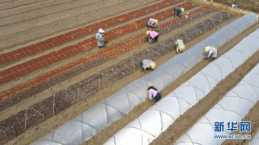 60000份有“身份证”的水稻育种材料在云南施甸开播