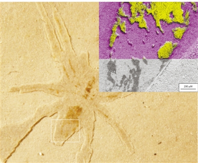 微藻分泌物助古化石保存异常完好