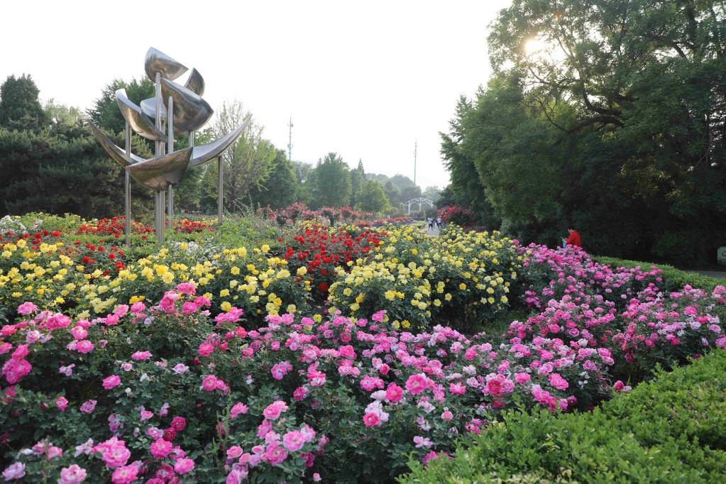 新华全媒+丨植物魅力知多少？“满月”不久的它，大有乾坤