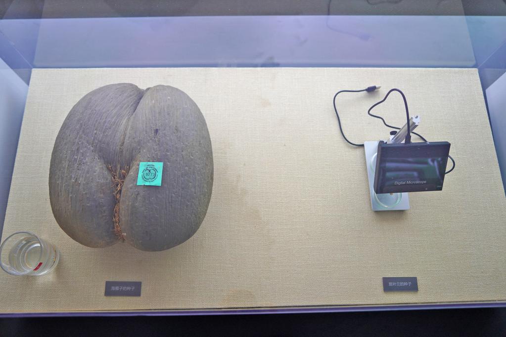 新华全媒+丨植物魅力知多少？“满月”不久的它，大有乾坤