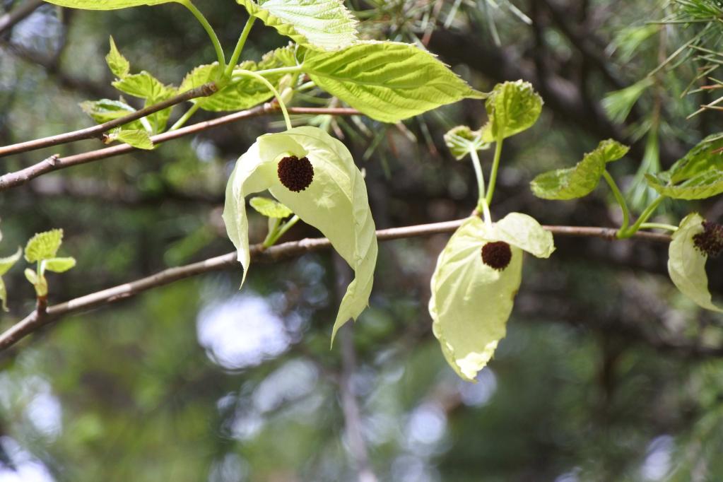 新华全媒+丨植物魅力知多少？“满月”不久的它，大有乾坤