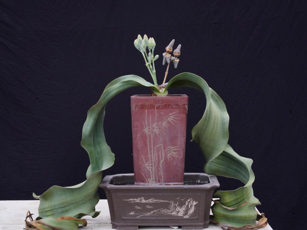 新华全媒+丨植物魅力知多少？“满月”不久的它，大有乾坤