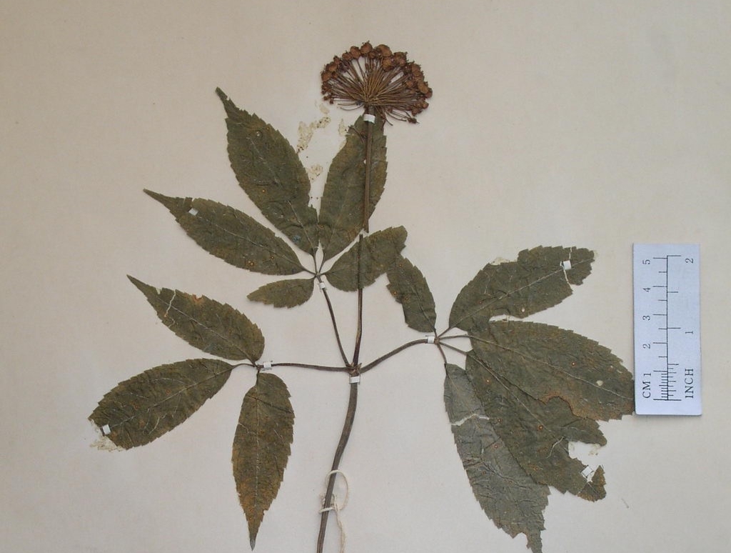 新华全媒+丨植物魅力知多少？“满月”不久的它，大有乾坤