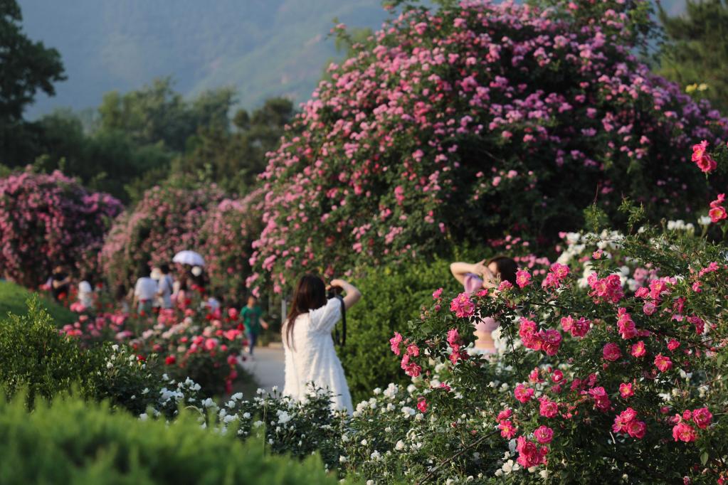 新华全媒+丨植物魅力知多少？“满月”不久的它，大有乾坤