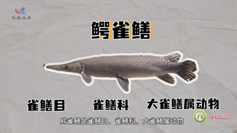 鳄雀鳝——来者不“善”