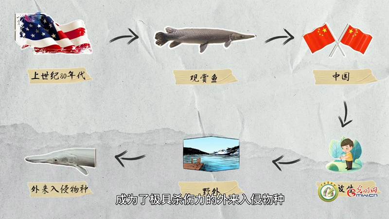 鳄雀鳝——来者不“善”