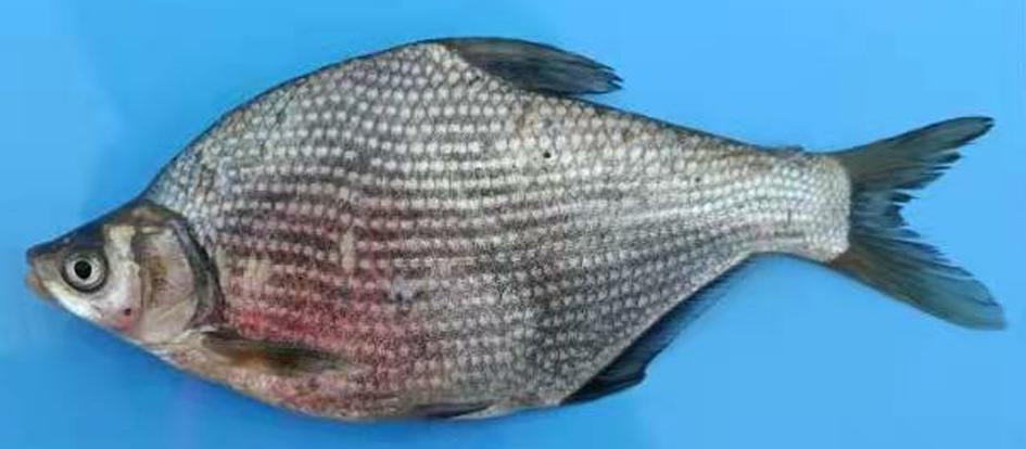 不适宜开展增殖放流（放生）的水生生物物种