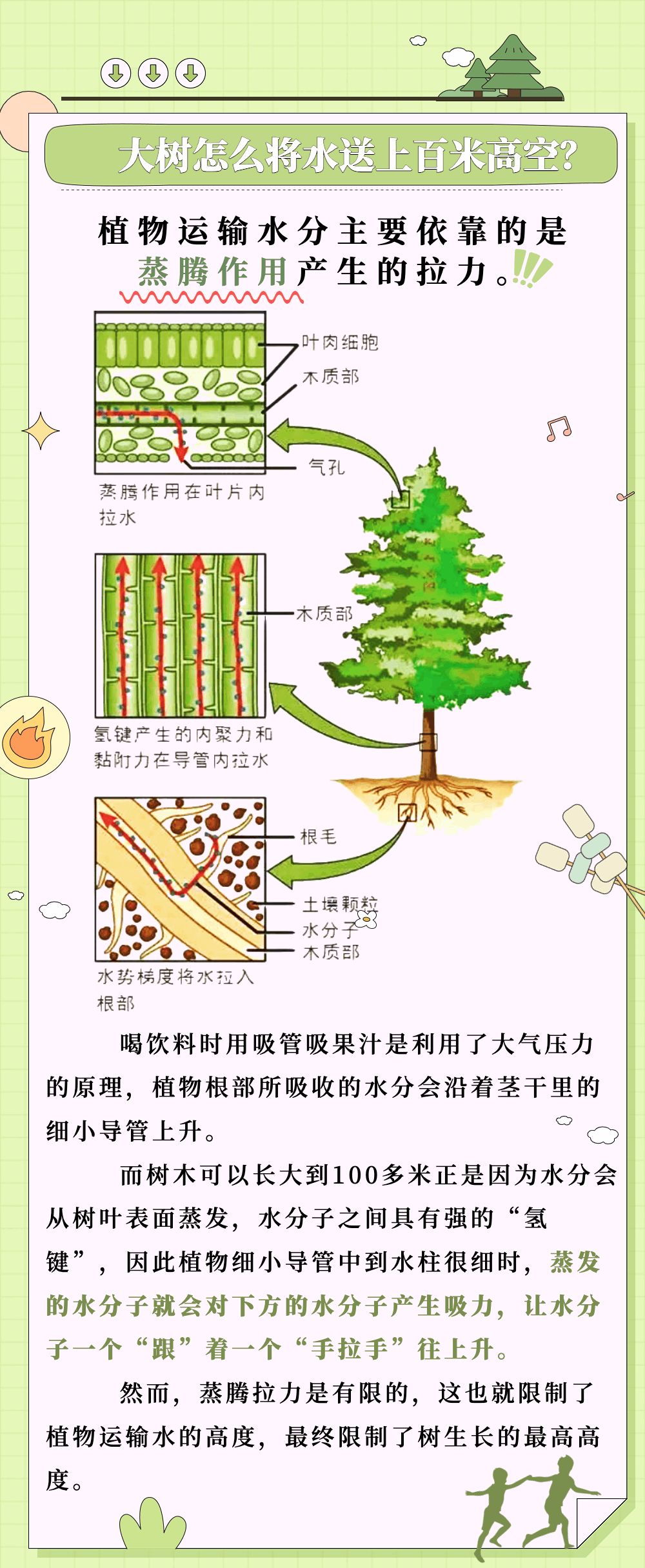 长图 | 中国第一高树等身照发布 一棵树到底可以长多高？