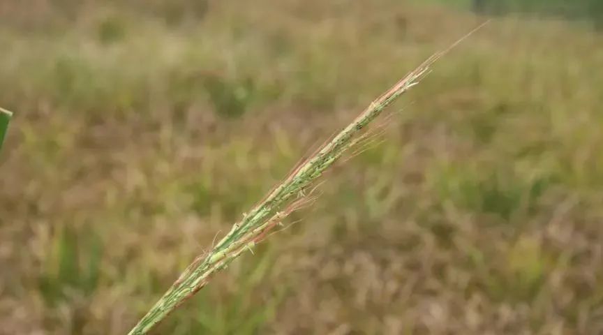 发现这种水稻一定保护好！和大熊猫一样珍贵