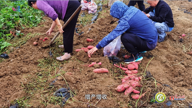 【新农人致富路】科学管理 有序运营 新农人开拓农业新天地