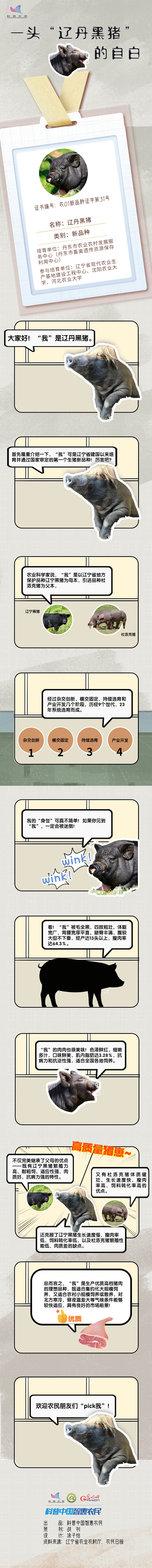 【科普漫画】一头“辽丹黑猪”的自白