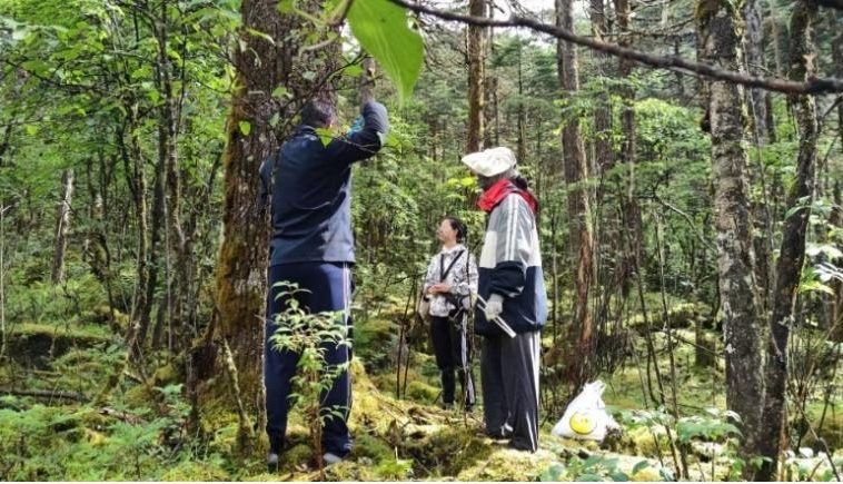 桑谷沟深乱石险，巧拓树芯治山滑——记北京林业大学马超团队扎墨公路泥石流考察