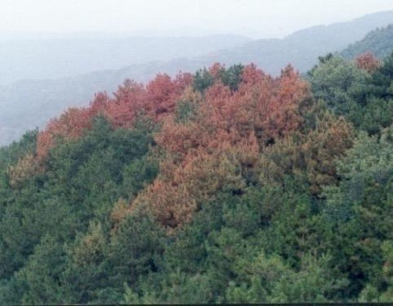 隐藏在树皮下的入侵害虫——红脂大小蠹