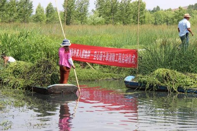 “生态杀手”——空心莲子草