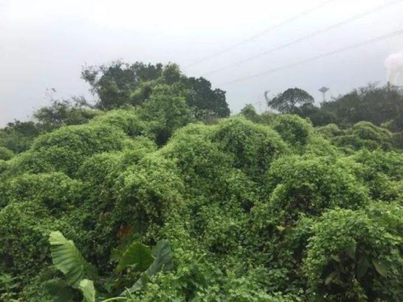 薇甘菊——“疯狂”的植物杀手