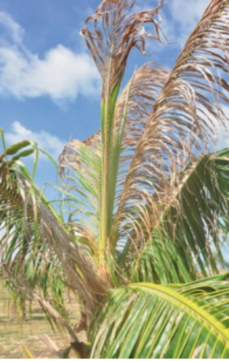 令棕榈科植物“伤心”的椰心叶甲