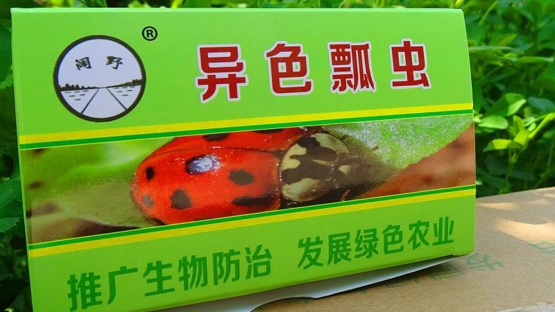 与人类抢食物的入侵害虫——马铃薯甲虫