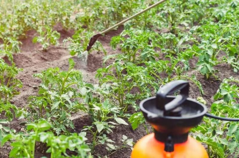 与人类抢食物的入侵害虫——马铃薯甲虫