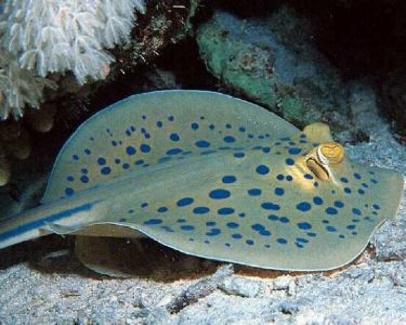 【农业视角看流浪地球】熬过数次生物灭绝，这条“活化石鱼”或可成为末日希望