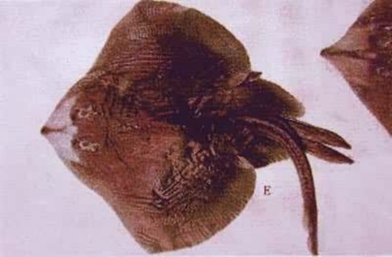 【农业视角看流浪地球】熬过数次生物灭绝，这条“活化石鱼”或可成为末日希望