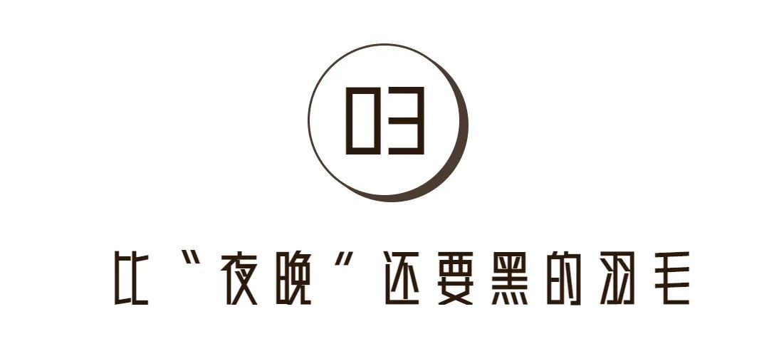 传说中的“无足”鸟，其实很“鬼畜”