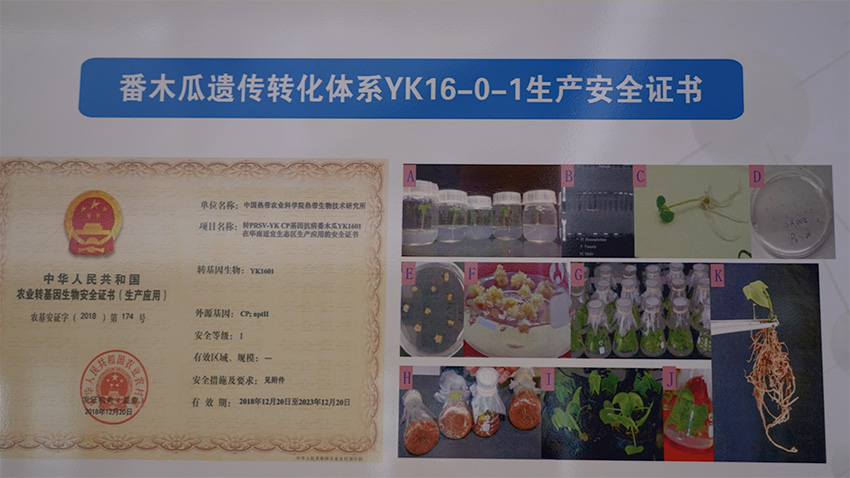 【一线调研·下田故事】为了“五块钱木瓜”的梦想，他在南繁扎根十余年