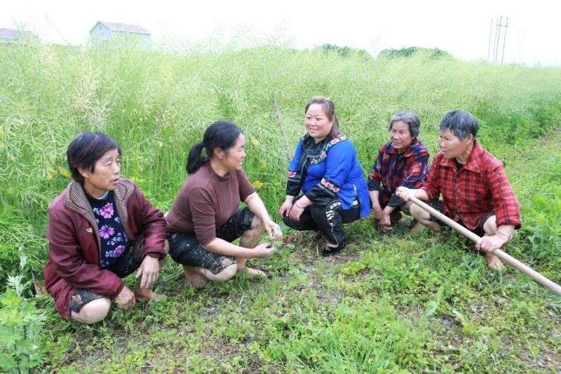 【智惠农民】从白领到新农人，“农机女王”是怎样炼成的