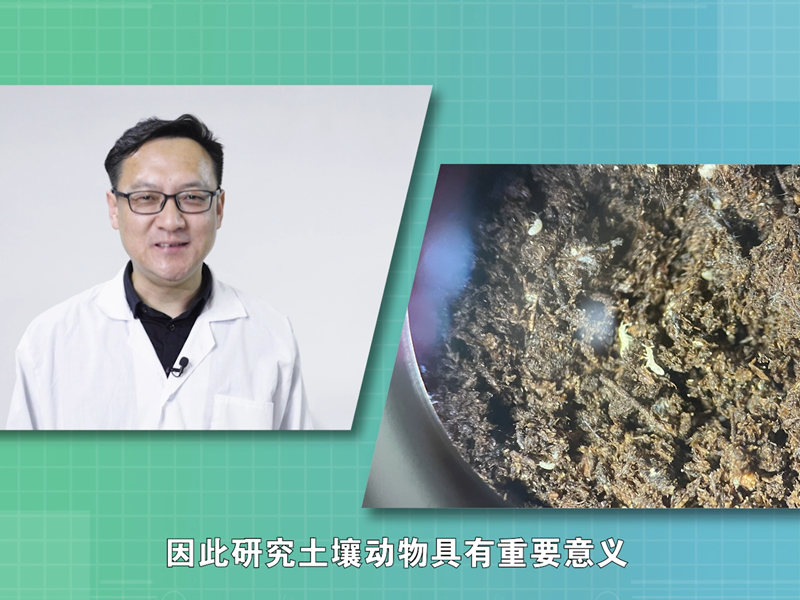 【一线调研·下田故事】土壤健不健康，看看这些虫子就知道