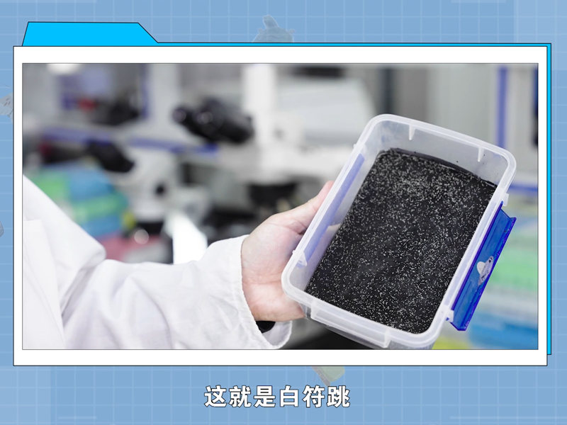 【一线调研·下田故事】土壤健不健康，看看这些虫子就知道