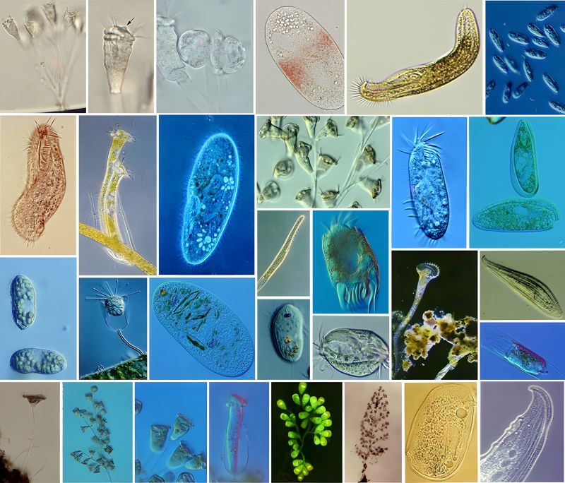 古老神奇的单细胞——水产养殖环境中的原生动物