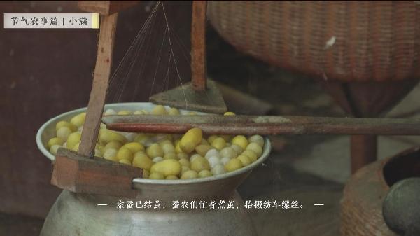 【智惠农民】小满——长夏渐盛，麦浪青青