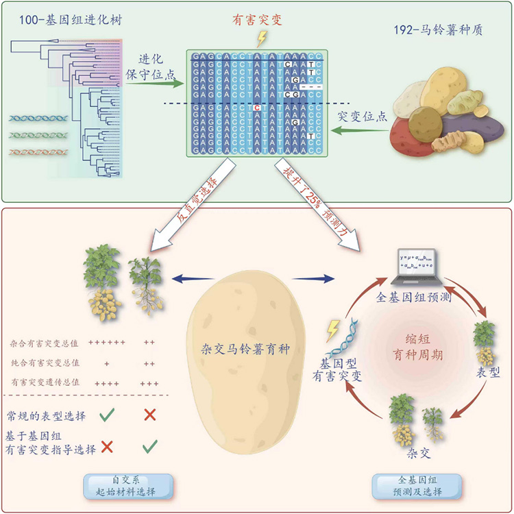 育种如何“少走弯路”？“进化透镜”给出答案