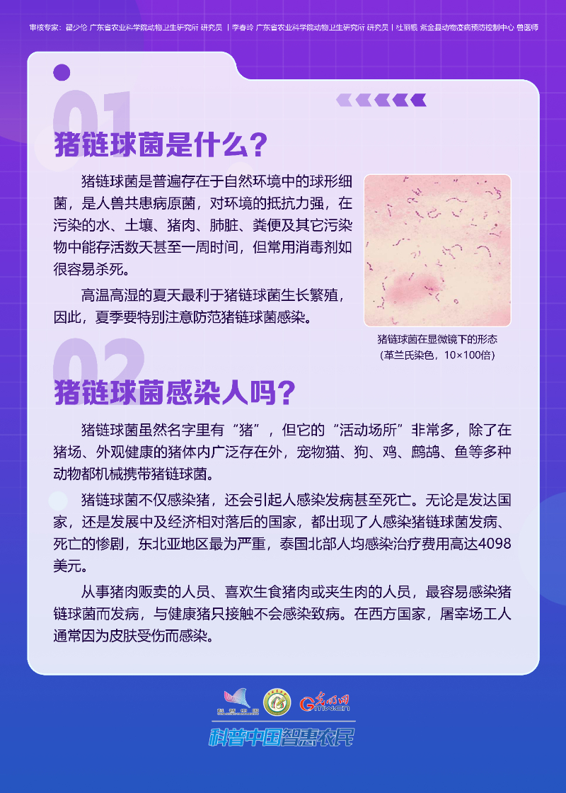 【智农挂图】了解人畜共患病：夏季来临，谨防猪链球菌感染