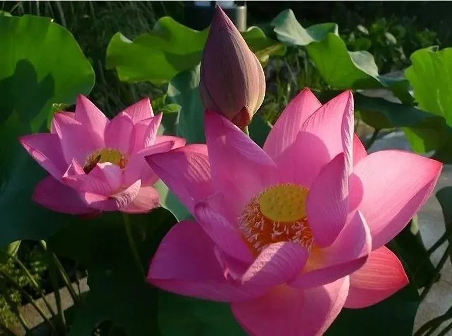 荷花为什么被公认为盛夏花卉的C位?