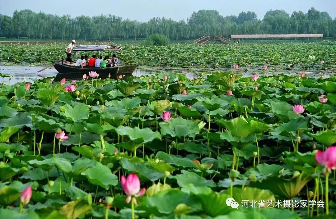 荷花为什么被公认为盛夏花卉的C位?