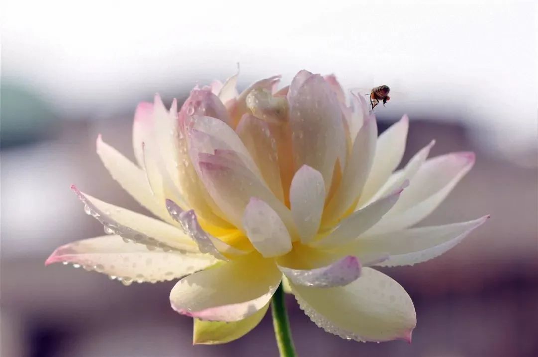 荷花为什么被公认为盛夏花卉的C位?