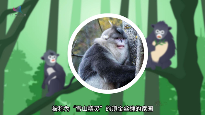 追寻“雪山精灵” 他为滇金丝猴“上户口”