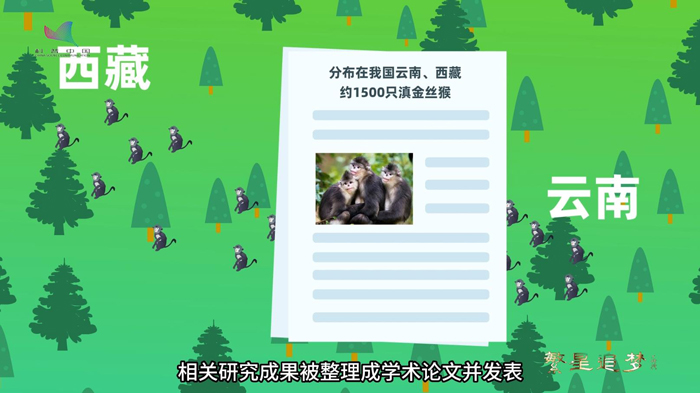 追寻“雪山精灵” 他为滇金丝猴“上户口”