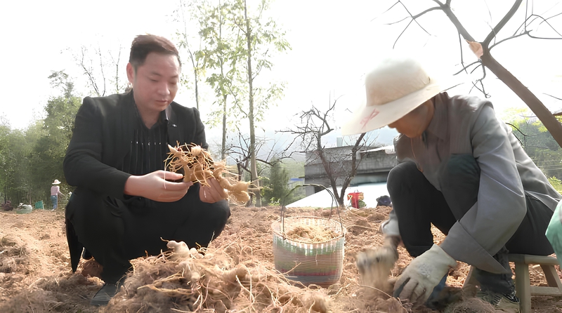 挖掘中药材潜力，让黄精变“黄金”