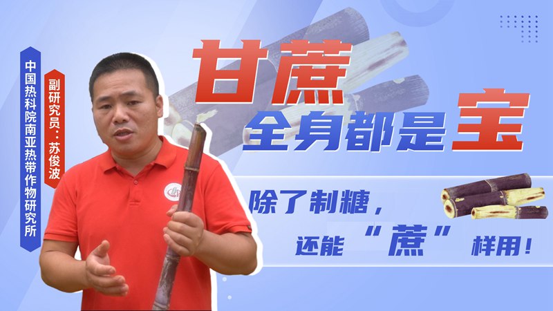 【热作科普】甘蔗全身都是宝，除了制糖还能“蔗”样用！